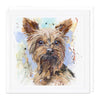 F024 - Yorkshire Terrier