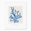 G098 - Seaweed Seagrass Card